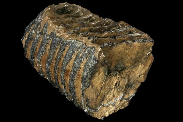 Partial Southern Mammoth Molar - Hungary #111861